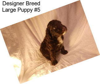 Designer Breed Large Puppy #5