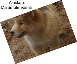 Alaskan Malamute Vashti