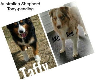 Australian Shepherd Tony-pending