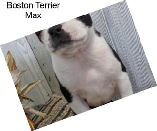 Boston Terrier Max