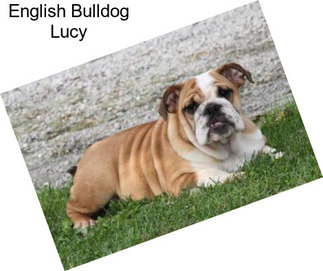 English Bulldog Lucy
