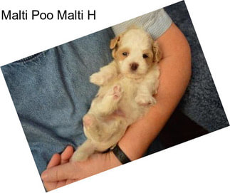 Malti Poo Malti H