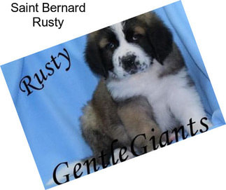 Saint Bernard Rusty