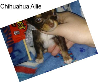 Chihuahua Allie