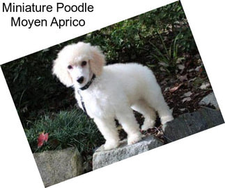 Miniature Poodle Moyen Aprico