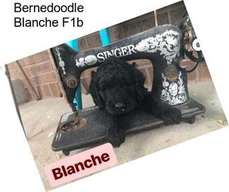 Bernedoodle Blanche F1b