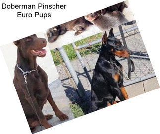 Doberman Pinscher Euro Pups