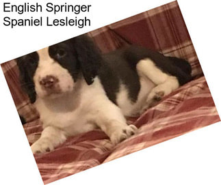 English Springer Spaniel Lesleigh