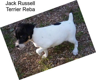 Jack Russell Terrier Reba