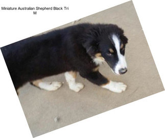 Miniature Australian Shepherd Black Tri M