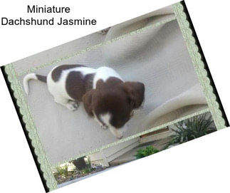 Miniature Dachshund Jasmine