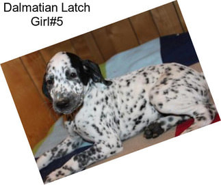 Dalmatian Latch Girl#5