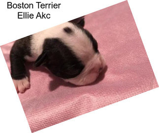 Boston Terrier Ellie Akc