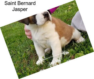 Saint Bernard Jasper
