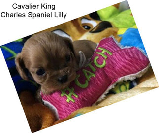 Cavalier King Charles Spaniel Lilly