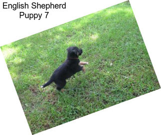 English Shepherd Puppy 7