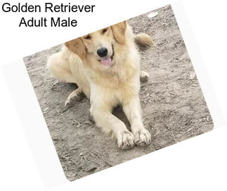 Golden Retriever Adult Male