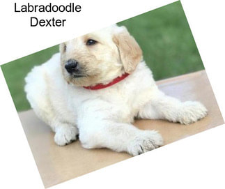 Labradoodle Dexter