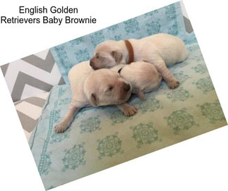English Golden Retrievers Baby Brownie