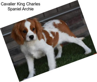 Cavalier King Charles Spaniel Archie