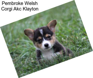 Pembroke Welsh Corgi Akc Klayton