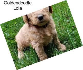 Goldendoodle Lola