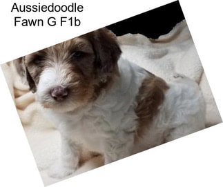 Aussiedoodle Fawn G F1b