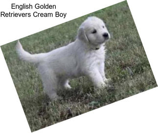 English Golden Retrievers Cream Boy