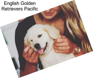 English Golden Retrievers Pacific