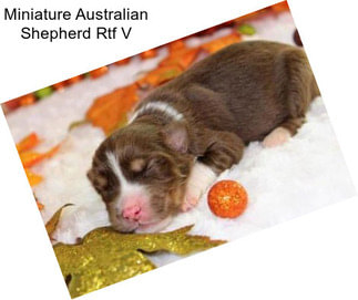 Miniature Australian Shepherd Rtf V