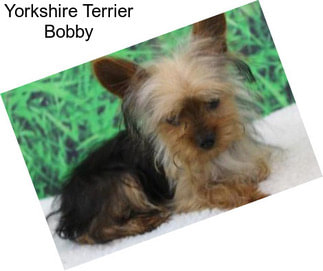 Yorkshire Terrier Bobby