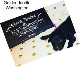 Goldendoodle Washington
