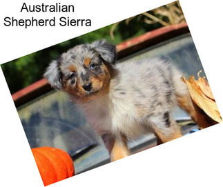 Australian Shepherd Sierra