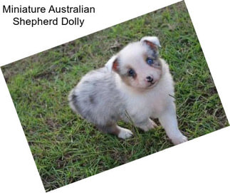 Miniature Australian Shepherd Dolly