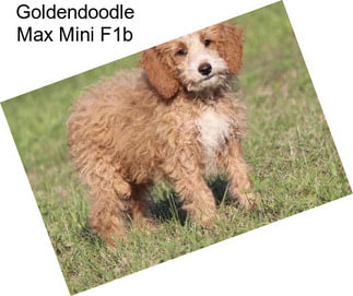Goldendoodle Max Mini F1b