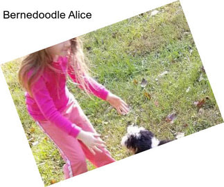 Bernedoodle Alice