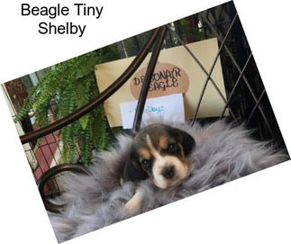 Beagle Tiny Shelby