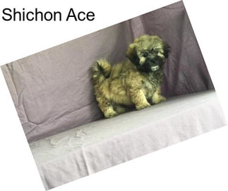 Shichon Ace