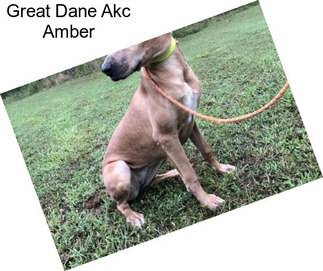 Great Dane Akc Amber