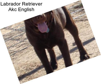 Labrador Retriever Akc English
