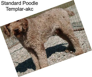 Standard Poodle Templar-akc