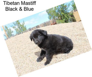 Tibetan Mastiff Black & Blue