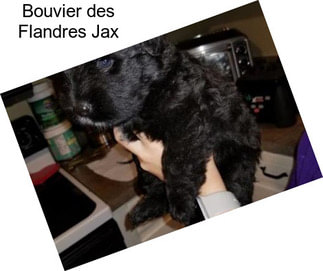 Bouvier des Flandres Jax