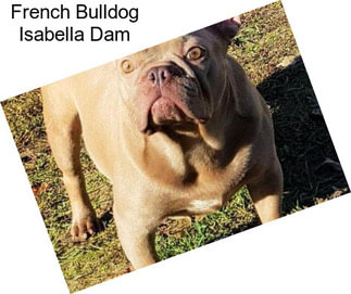 French Bulldog Isabella Dam