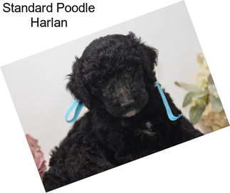 Standard Poodle Harlan