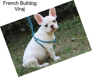 French Bulldog Viraj