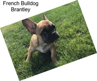 French Bulldog Brantley