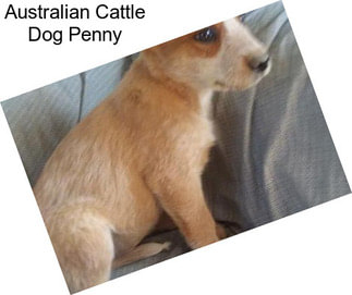 Australian Cattle Dog Penny