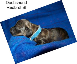 Dachshund Redbrdl Bl