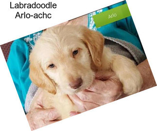 Labradoodle Arlo-achc